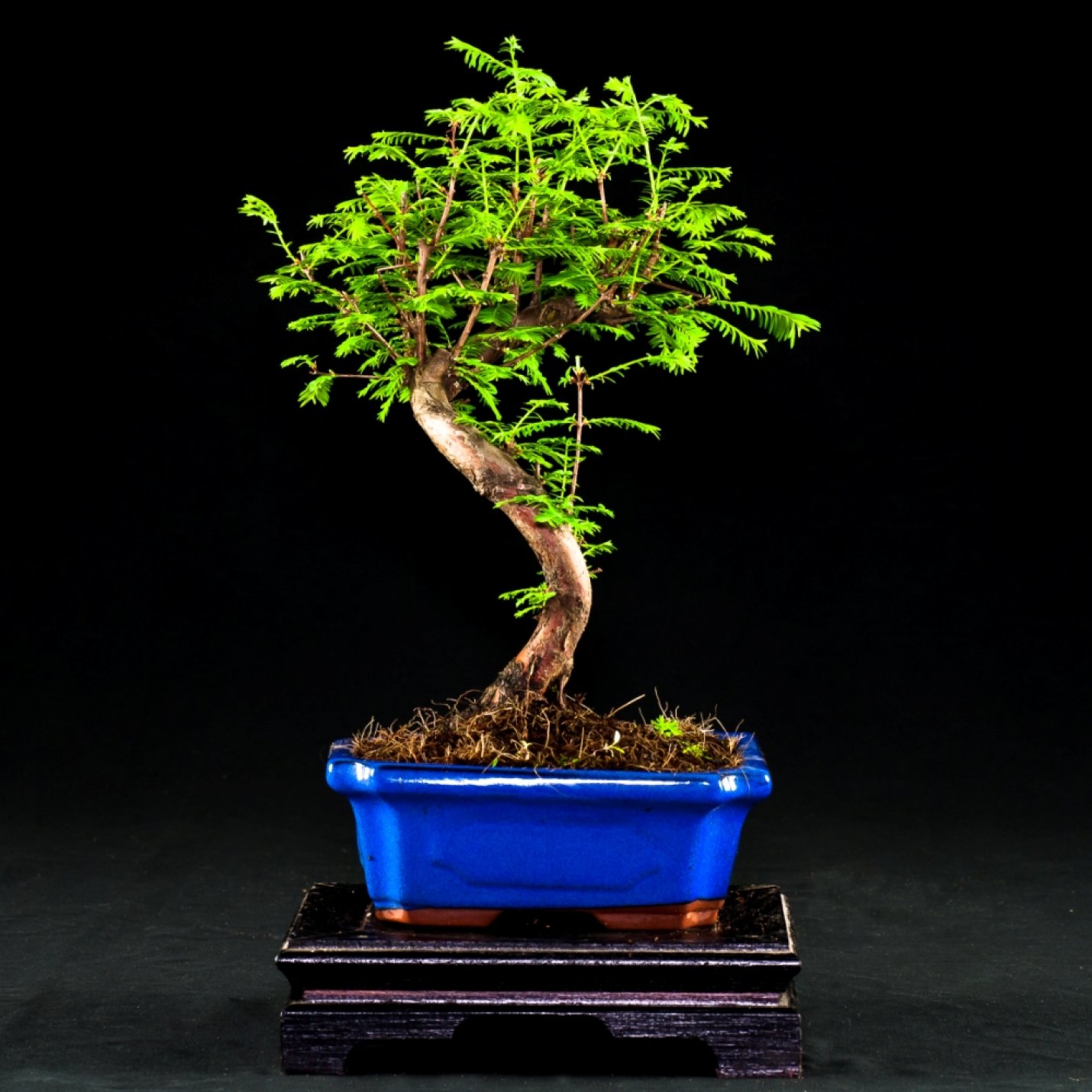 metasequoia bonsai indoor