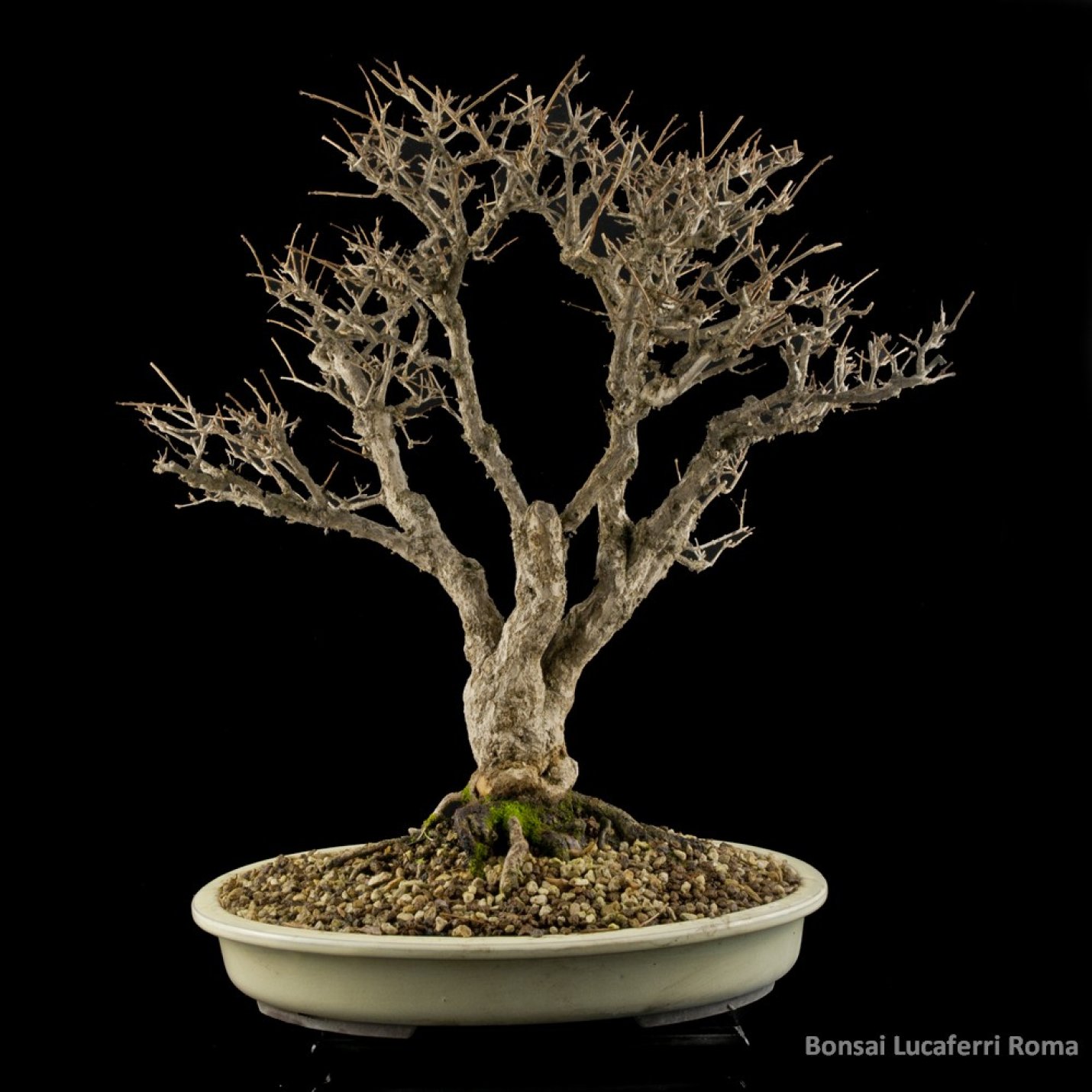 Vendita Bonsai di Melograno - Punica Granatum - Bonsai Lucaferri Roma