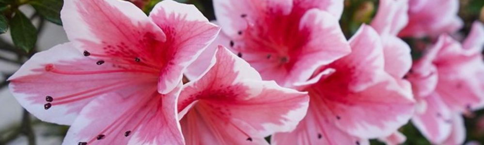 bonsai roma lucaferri - catalogo