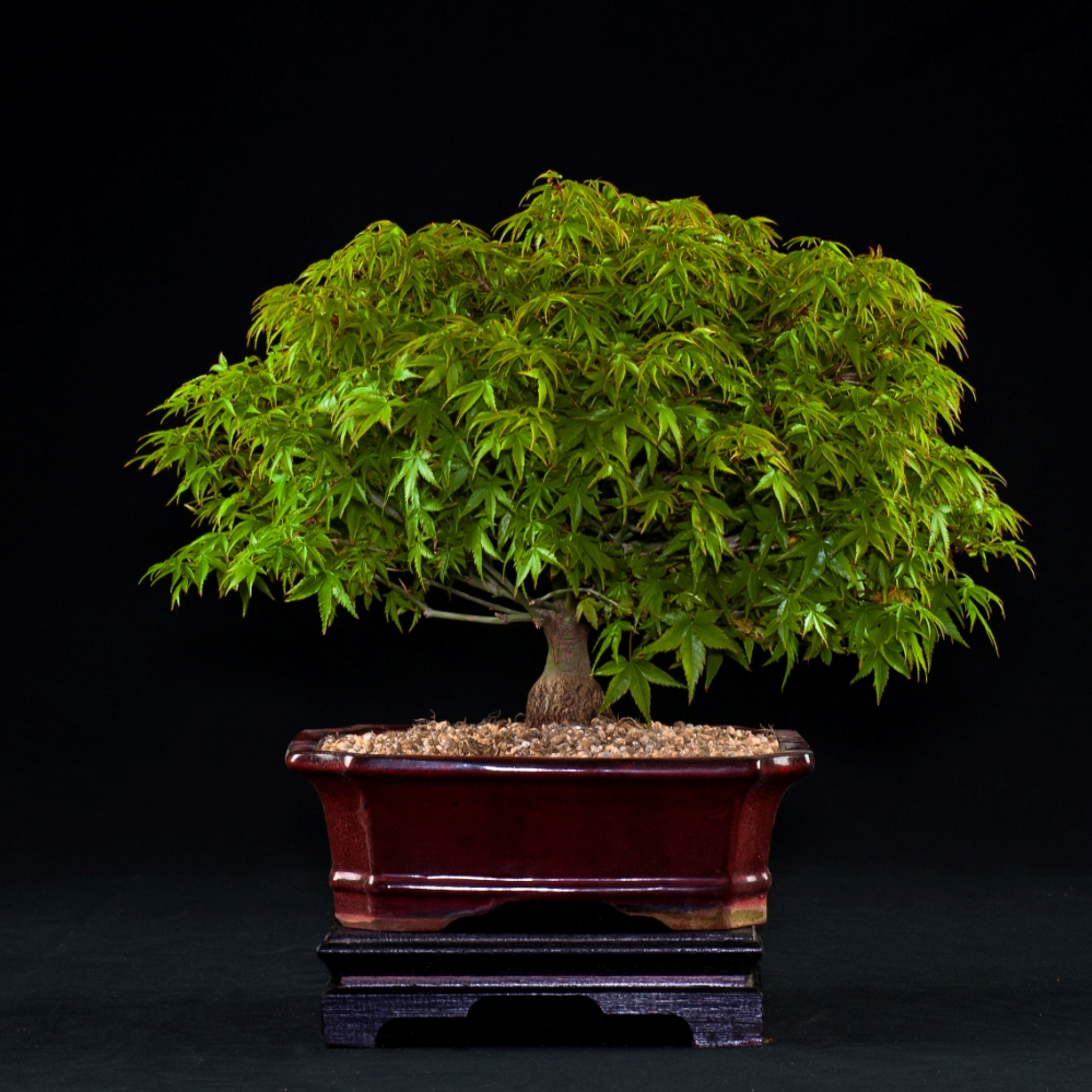 https://www.bonsai-roma.com/images/vendita-bonsai/acero-palmatum-acer-palmatum-kiyohime-350/acero-palmato-rosso-acer-palmatum-klyohime-350-1.jpg