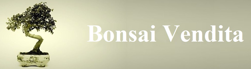 vendita bonsai - lucaferri roma